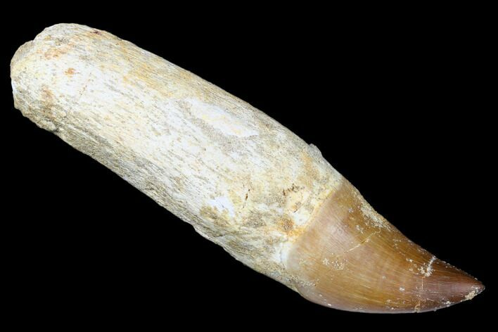 Fossil Rooted Mosasaur (Prognathodon) Tooth - Morocco #174347